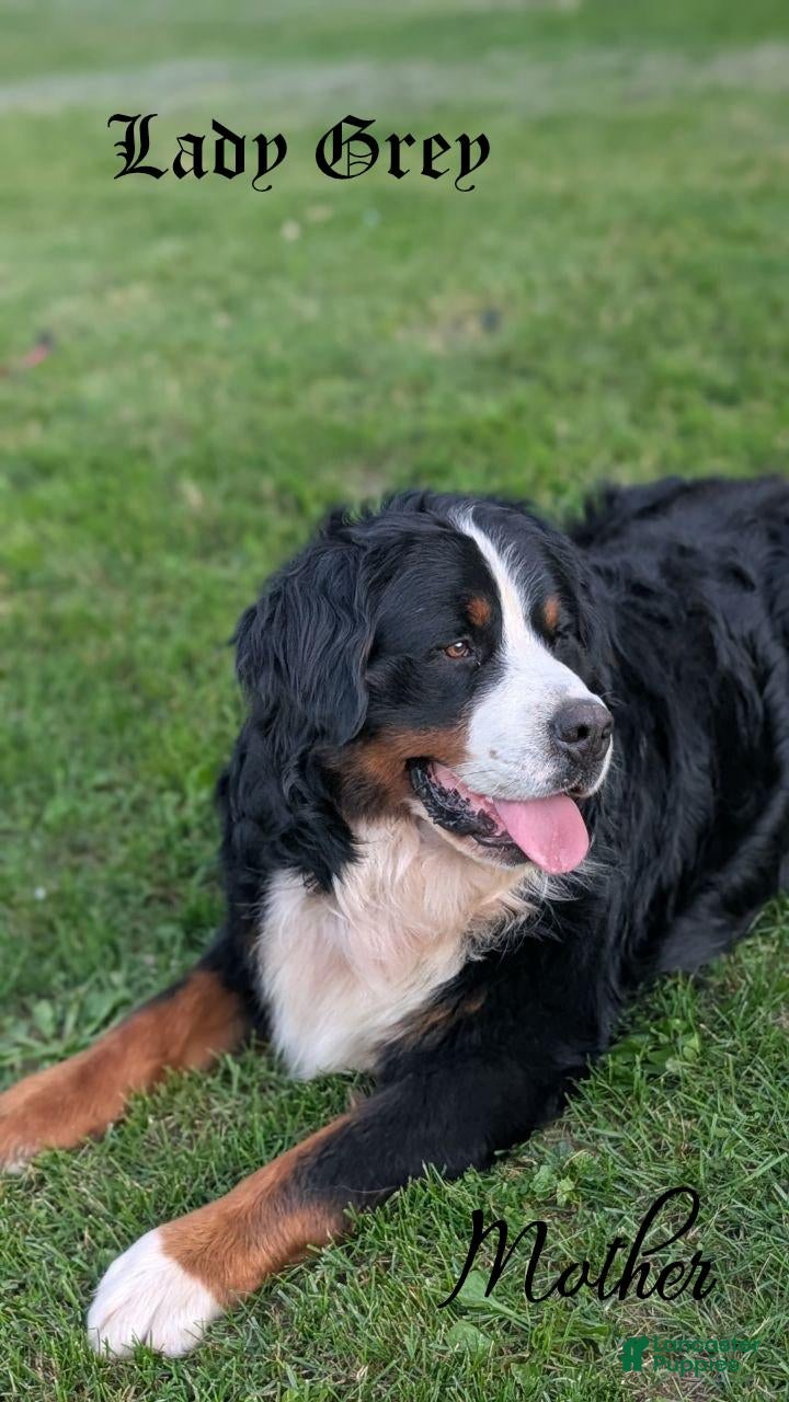 Bernese Mountain Dog dogs for sale: Bennett - Ad 2