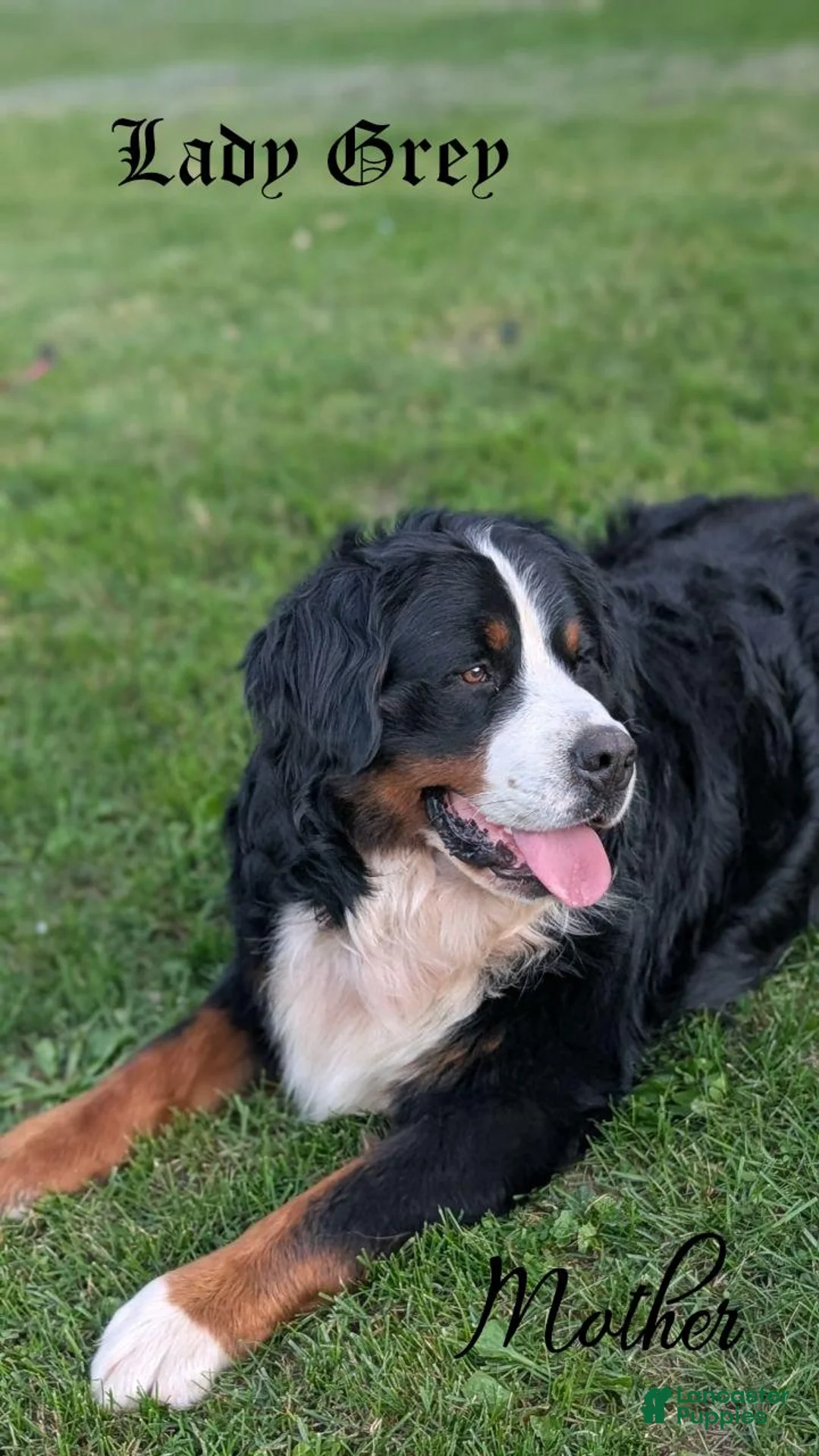 Bernese Mountain Dog dogs for sale: Betsy - Ad 2