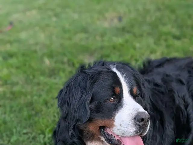 Bernese Mountain Dog dogs for sale: Brooke - Ad 2