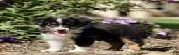 Miniature Australian Shepherd dogs for sale: Tori  - Ad 3