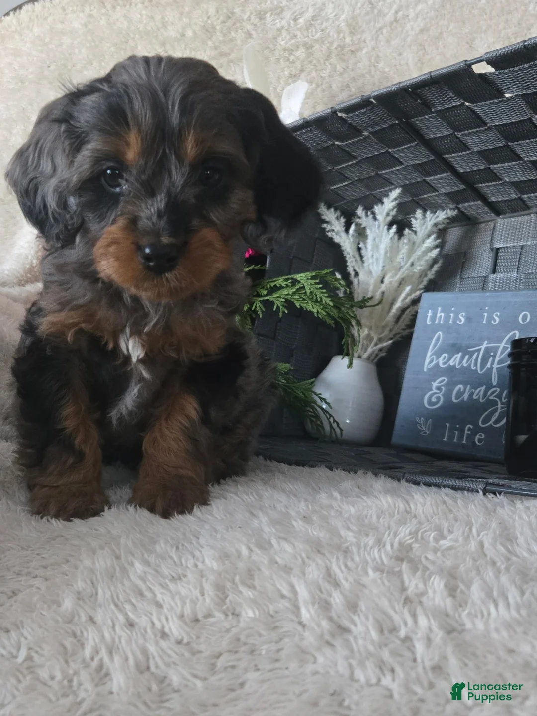 Cavapoo dogs for sale: Sugar - Ad 9