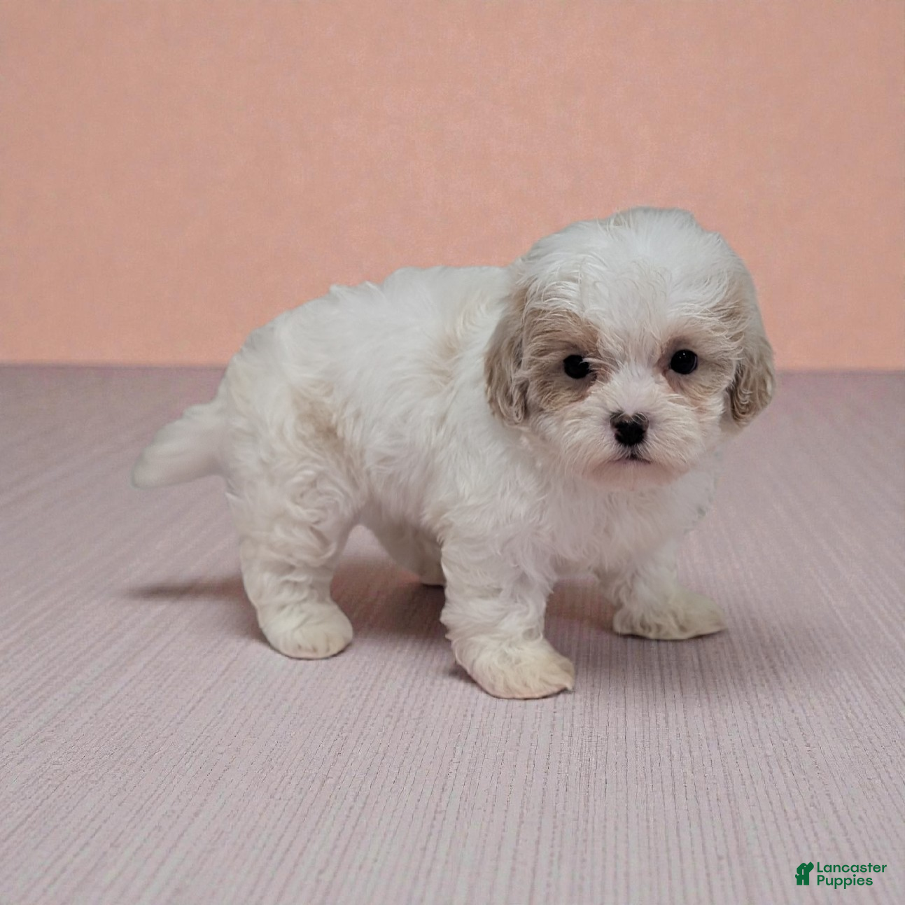 Shihpoo dogs Alice - Ad 1