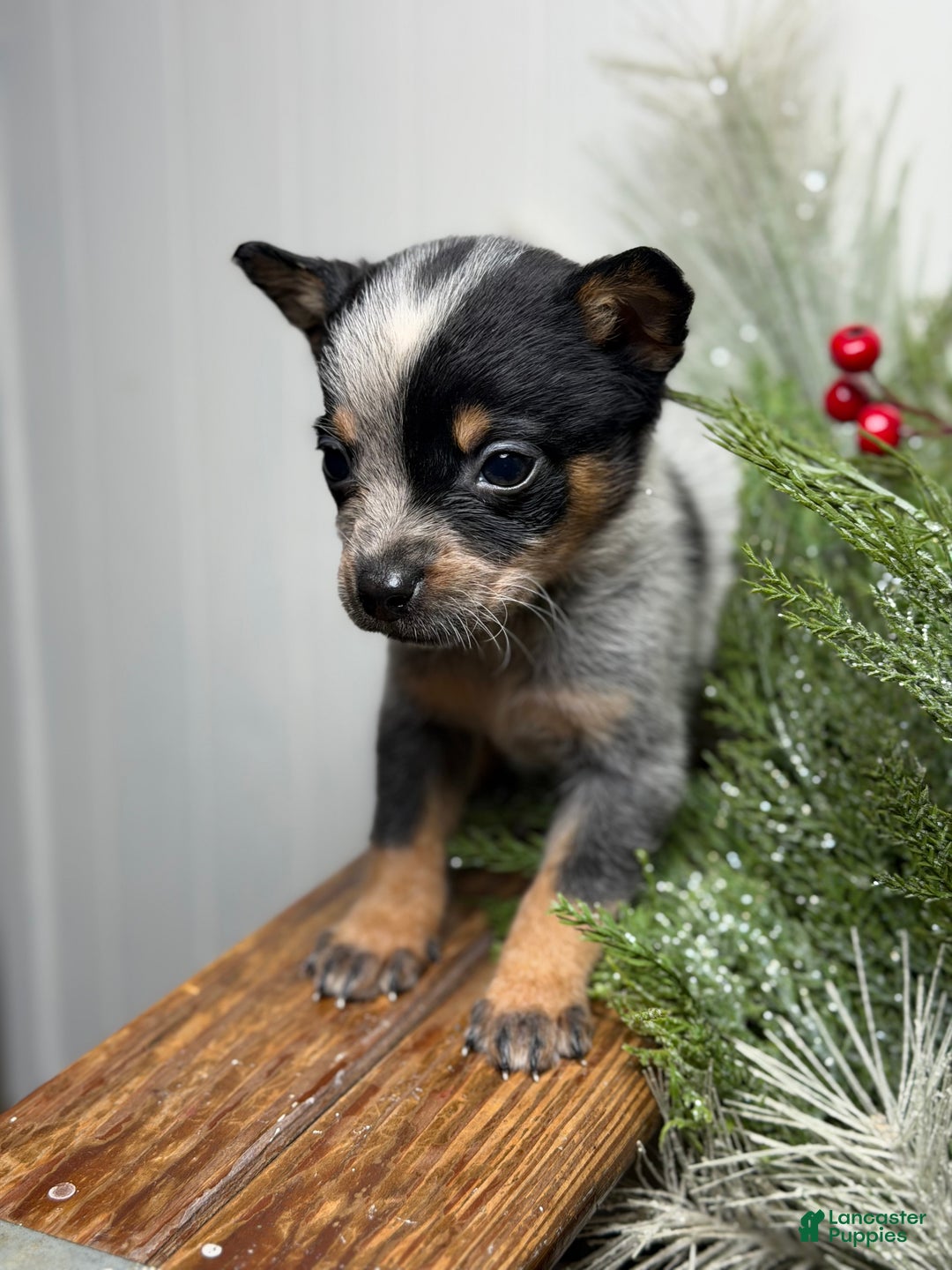 Australian Cattle Dog dogs for sale: Australian Cattle Dog Puppy 9 - Ad 2