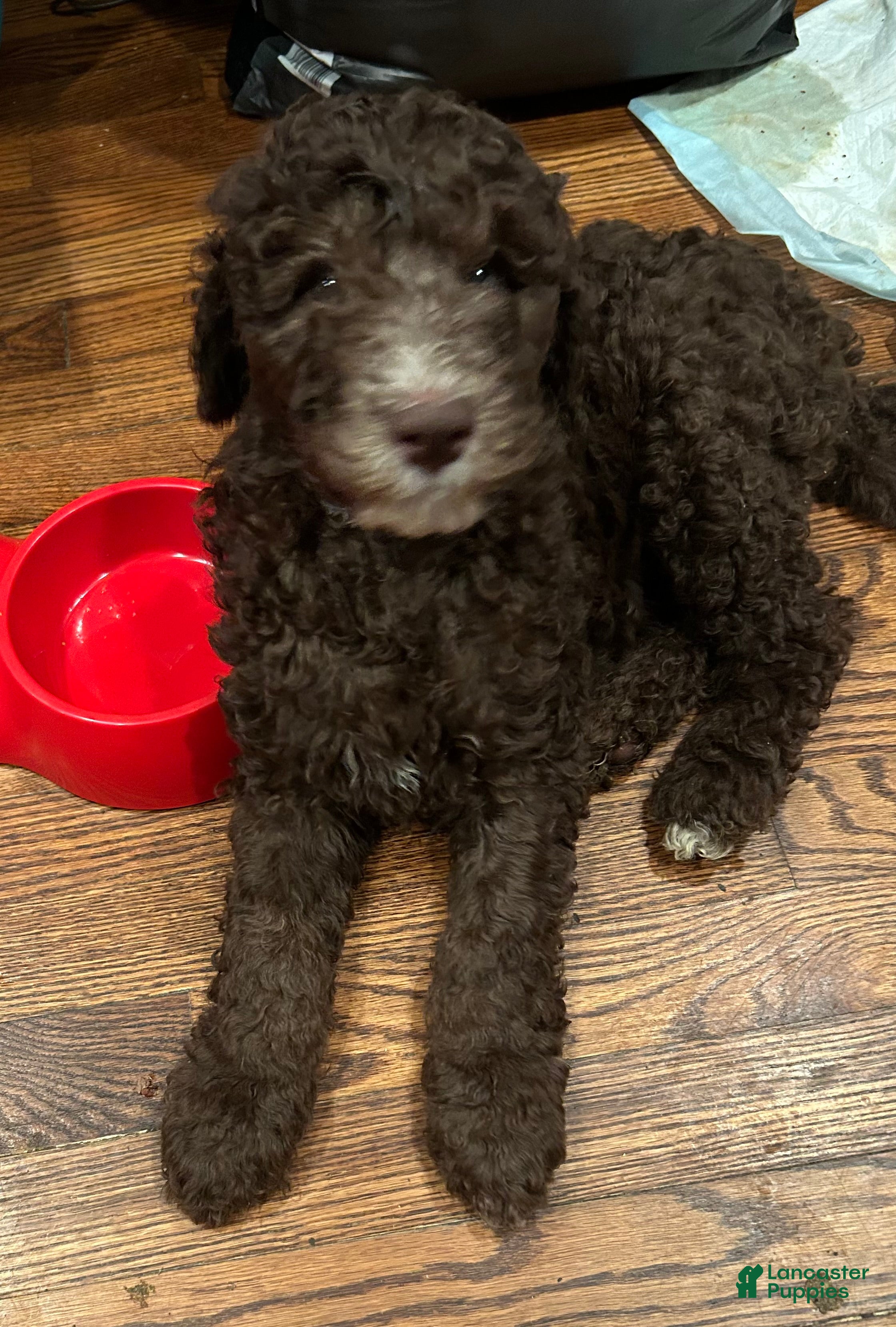 Goldendoodle dogs for sale: Mr Toes - Ad 17