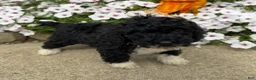 Miniature Poodle dogs for sale: Betty - Ad 3