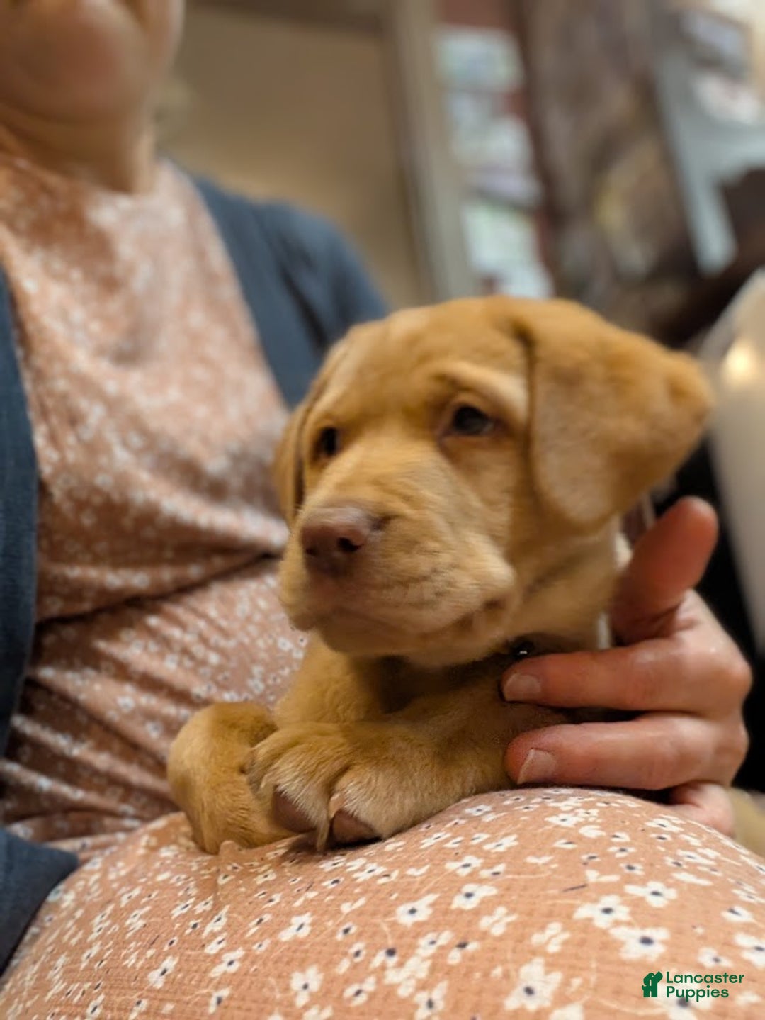 Labrador Retriever dogs for sale: Muffy - Ad 1