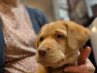 Labrador Retriever dogs Muffy - Ad 19