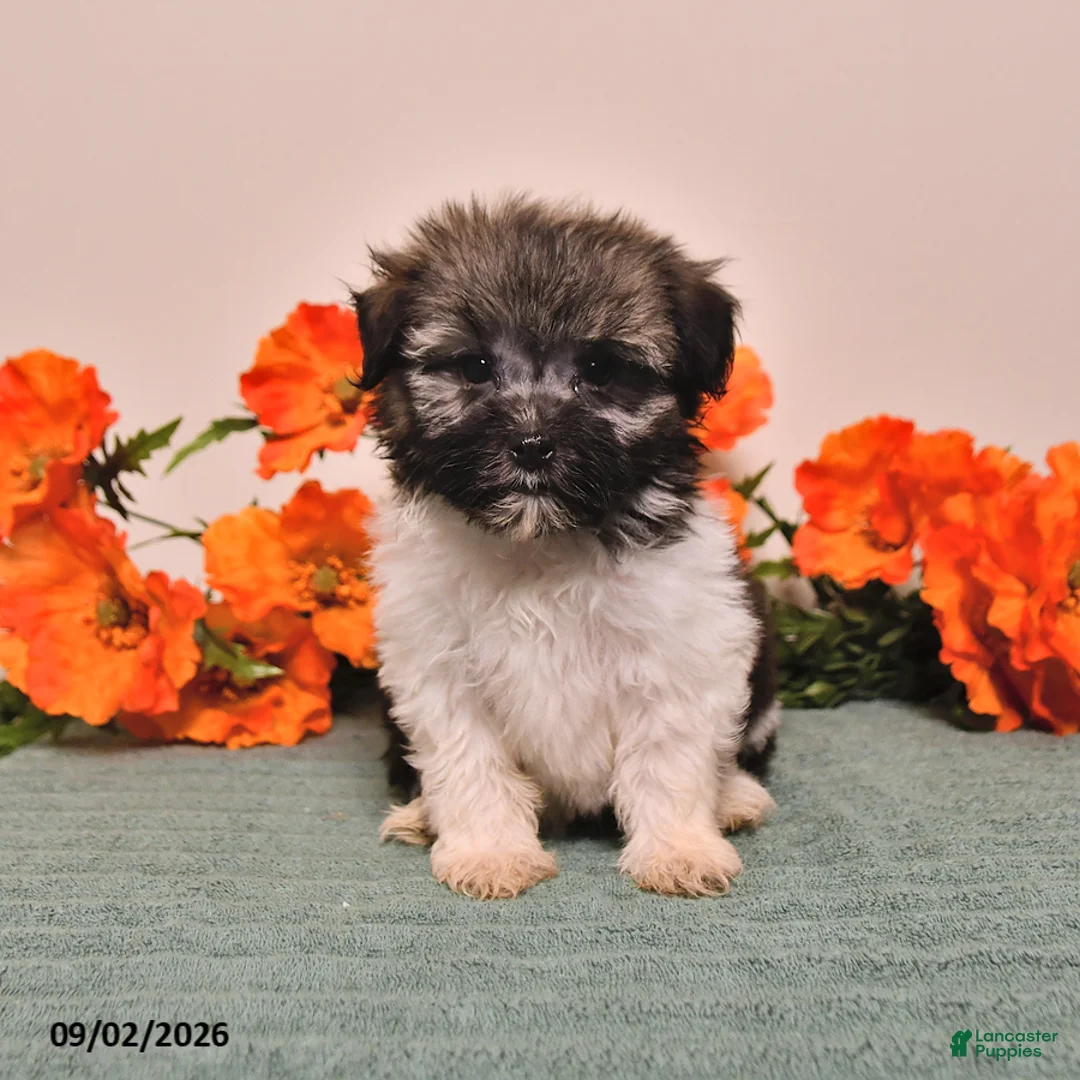 Havanese dogs for sale: Heidi - Ad 2