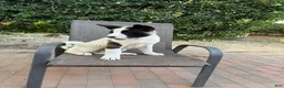 Akita dogs for sale: Stitch - Ad 1