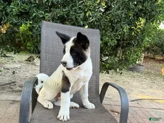 Akita dogs Stitch - Ad 22