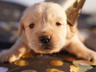 Golden Retriever dogs Indi - AKC, Genetically Clear - Ad 17