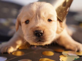 Golden Retriever dogs Indi - AKC, Genetically Clear - Ad 8