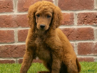 Goldendoodle dogs Coco - Ad 16