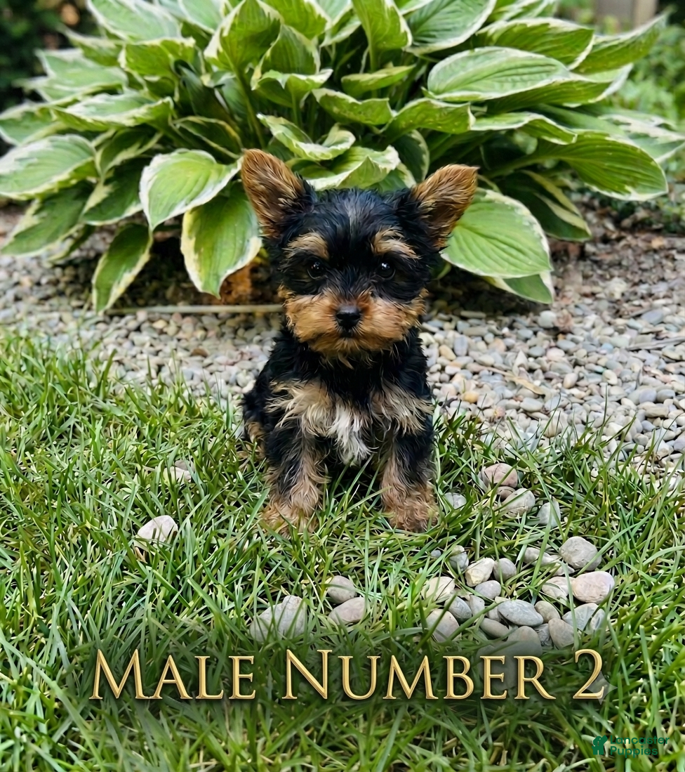 Yorkshire Terrier dogs Tommy - Ad 10