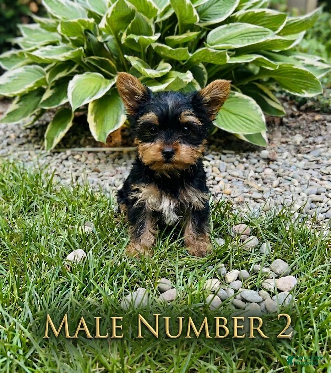 Yorkshire Terrier dogs for sale: Tommy - Ad 1
