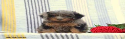 Miniature Poodle dogs for sale: Sandra - Ad 3