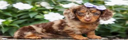 Miniature Dachshund dogs for sale: Isabelle🩷  - Ad 5