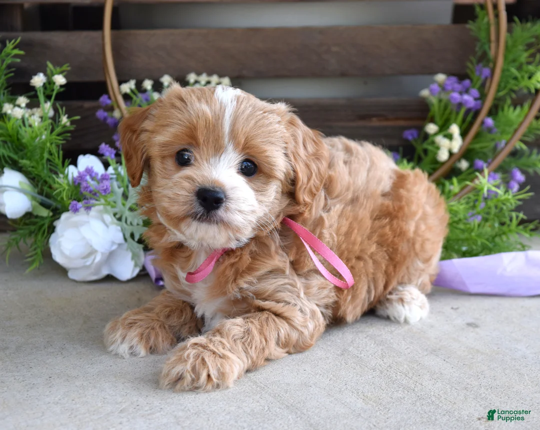 Maltipoo dogs for sale: Bella - Ad 10