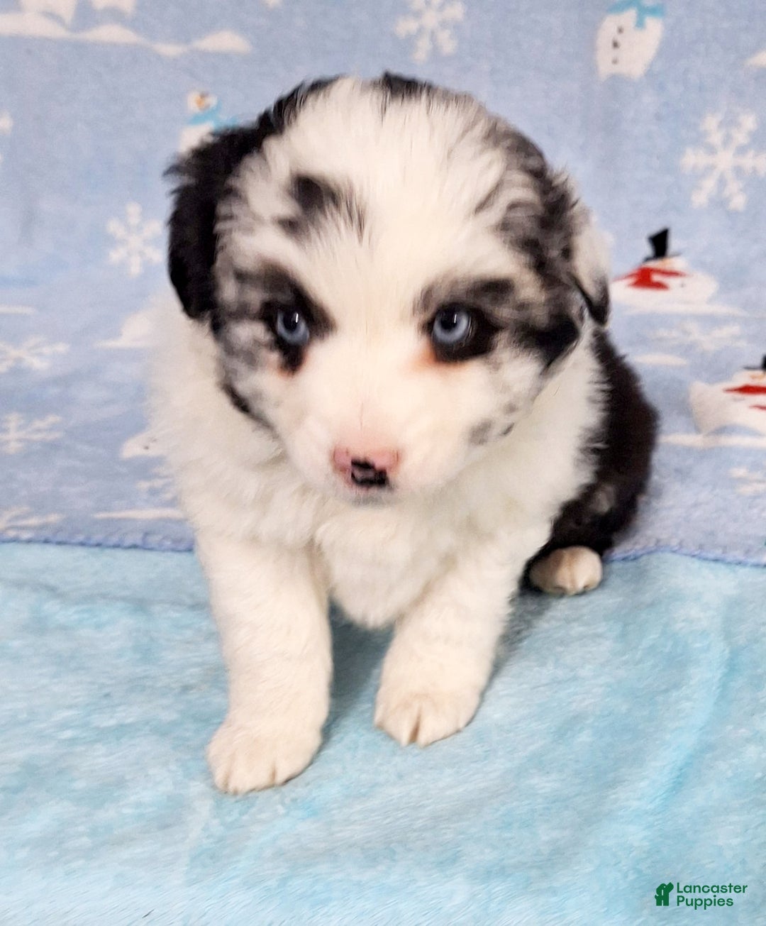 Miniature Australian Shepherd dogs for sale: Pearl - Ad 3