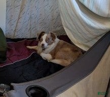 Toy Australian Shepherd dogs Toy Australian Shepherd FLOWER - Ad 2