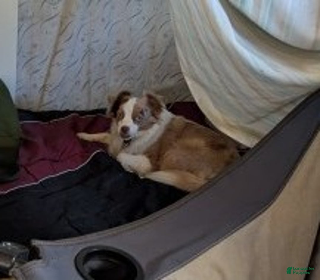 Toy Australian Shepherd dogs for sale: Toy Australian Shepherd FLOWER - Ad 2