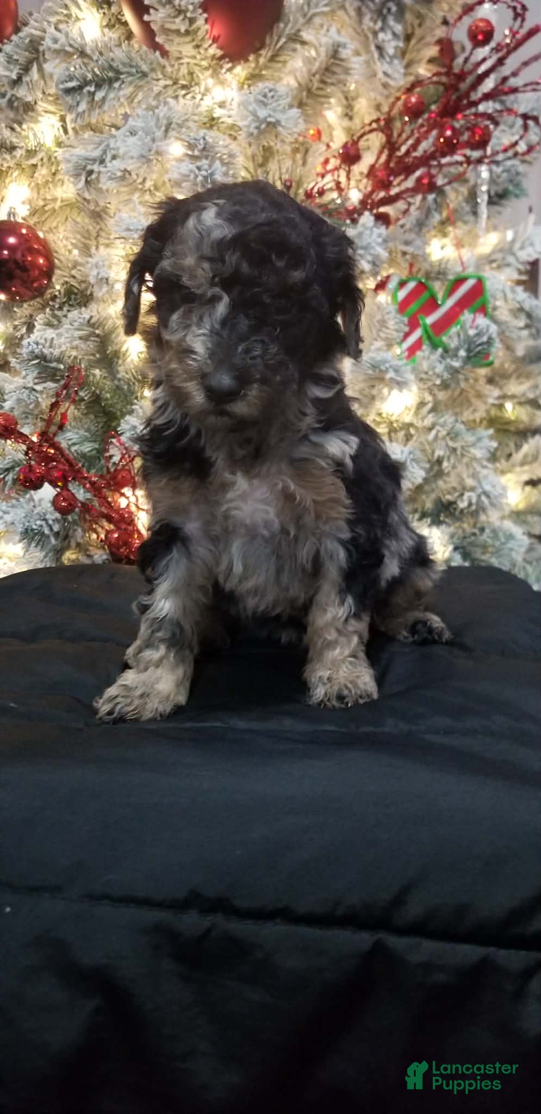 Mini Aussiedoodle dogs for sale: Mini Aussiedoodle Puppy 2 - Ad 2