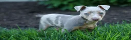 Miniature Pinscher dogs for sale: MOLLY - Ad 5