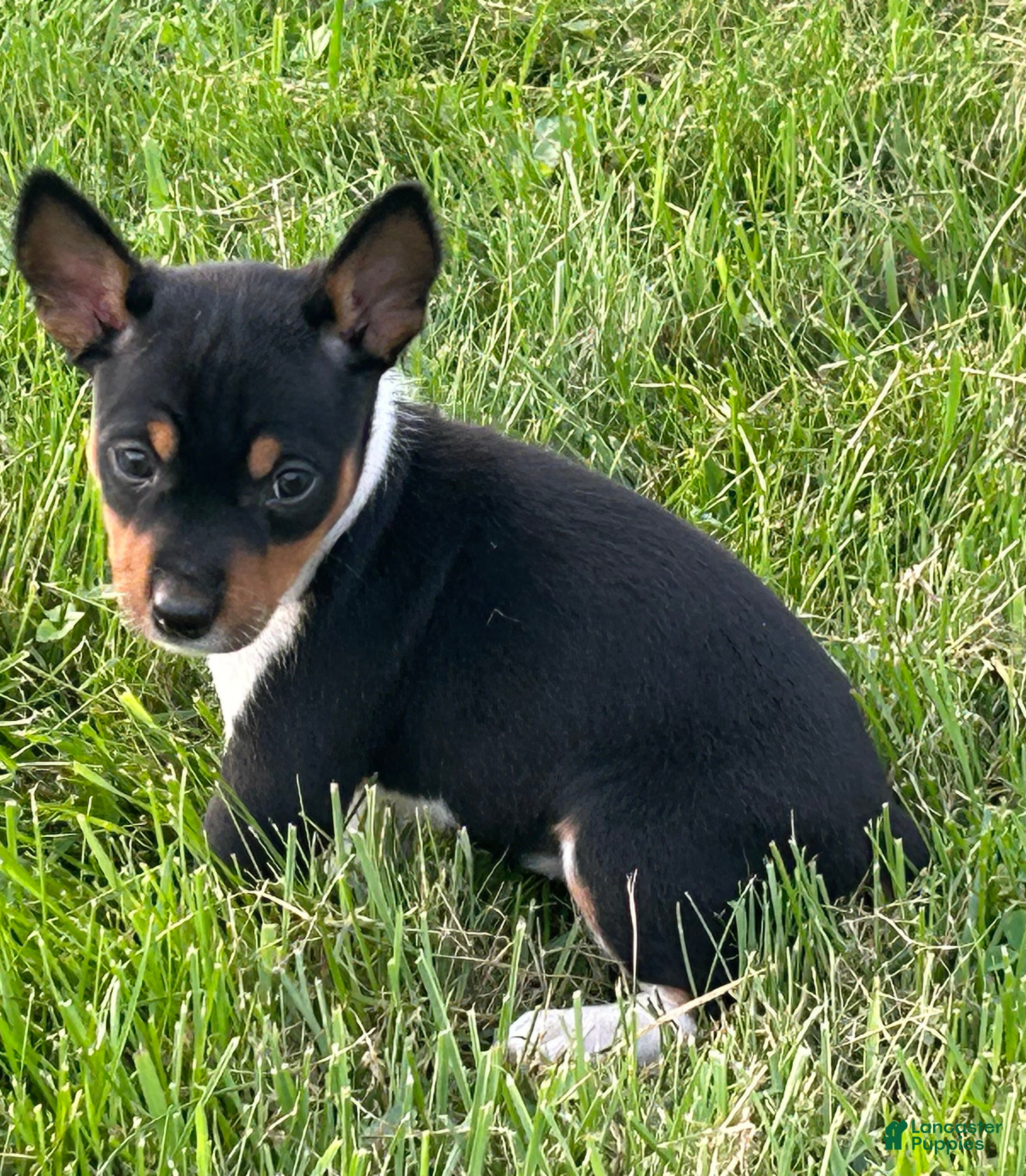 Rat Terrier dogs Old Dominion terrier Bell - Ad 2