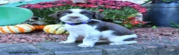 English Springer Spaniel dogs for sale: Buddy - Ad 3
