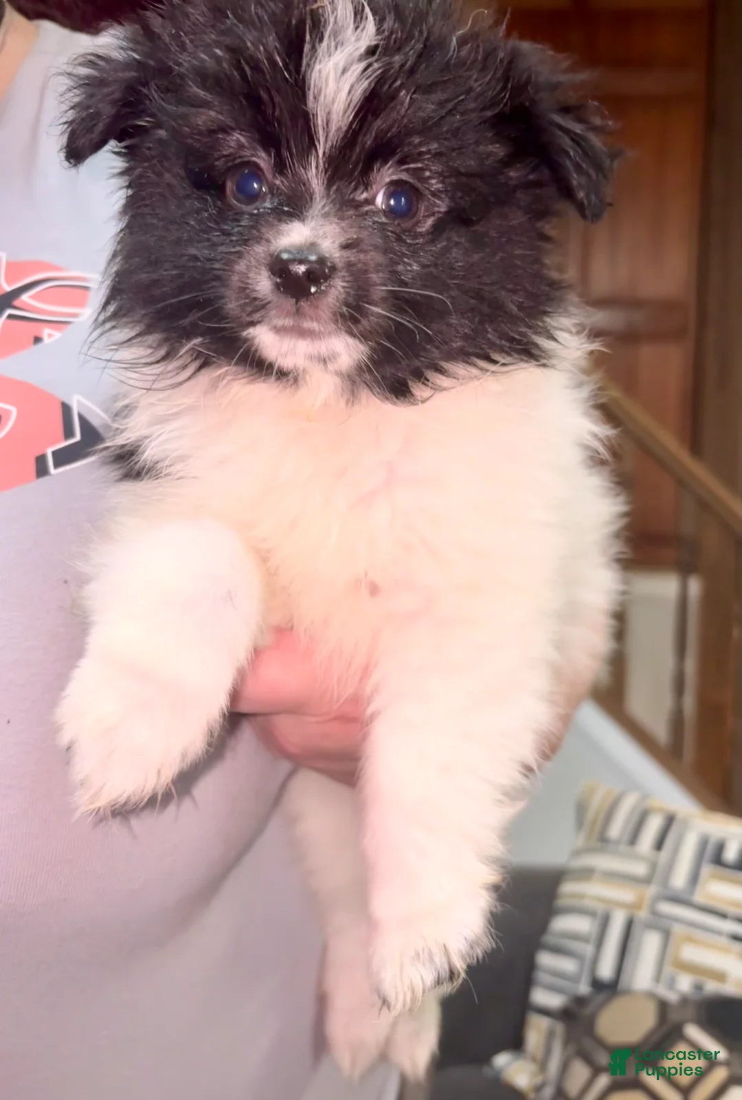 Pomeranian dogs for sale: Randall - Ad 2