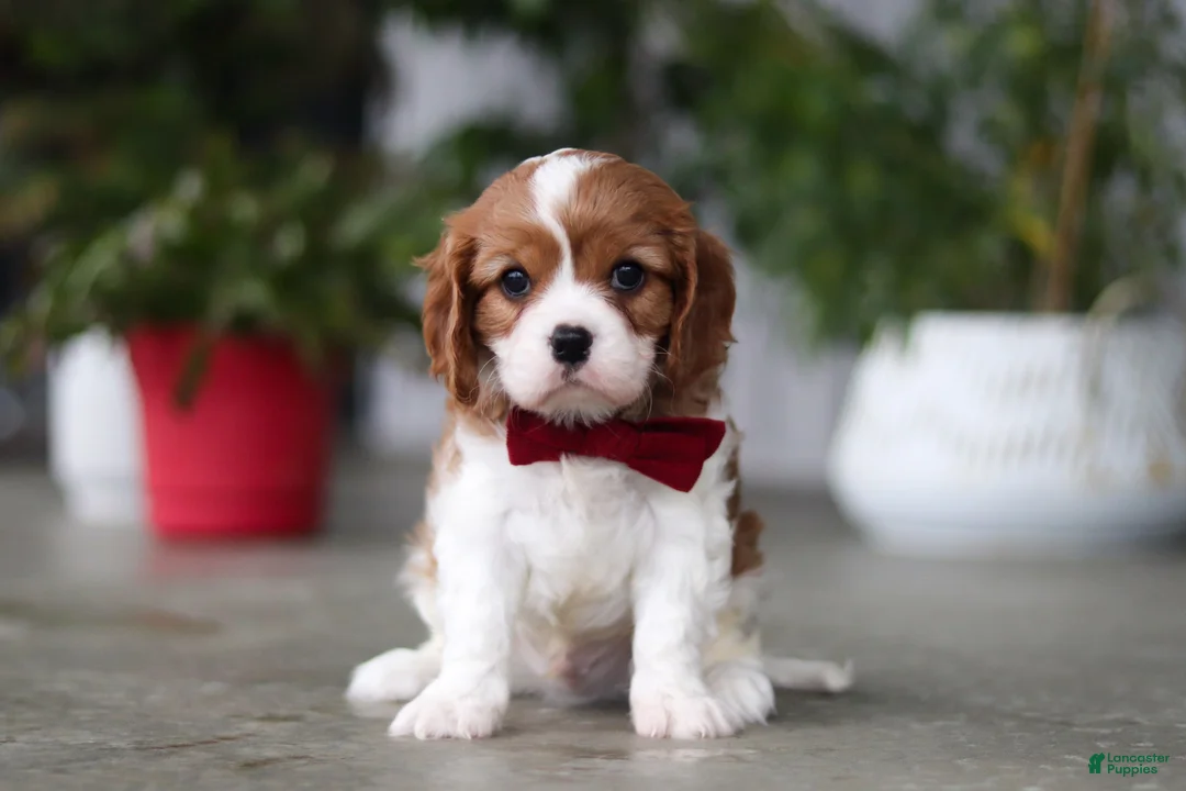 Cavalier King Charles Spaniel dogs for sale: Shawn - Ad 1