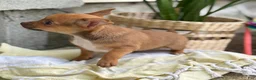 Chihuahua dogs for sale: Rusti - Ad 16