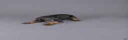 Doberman Pinscher dogs for sale: Nymeria - Ad 2