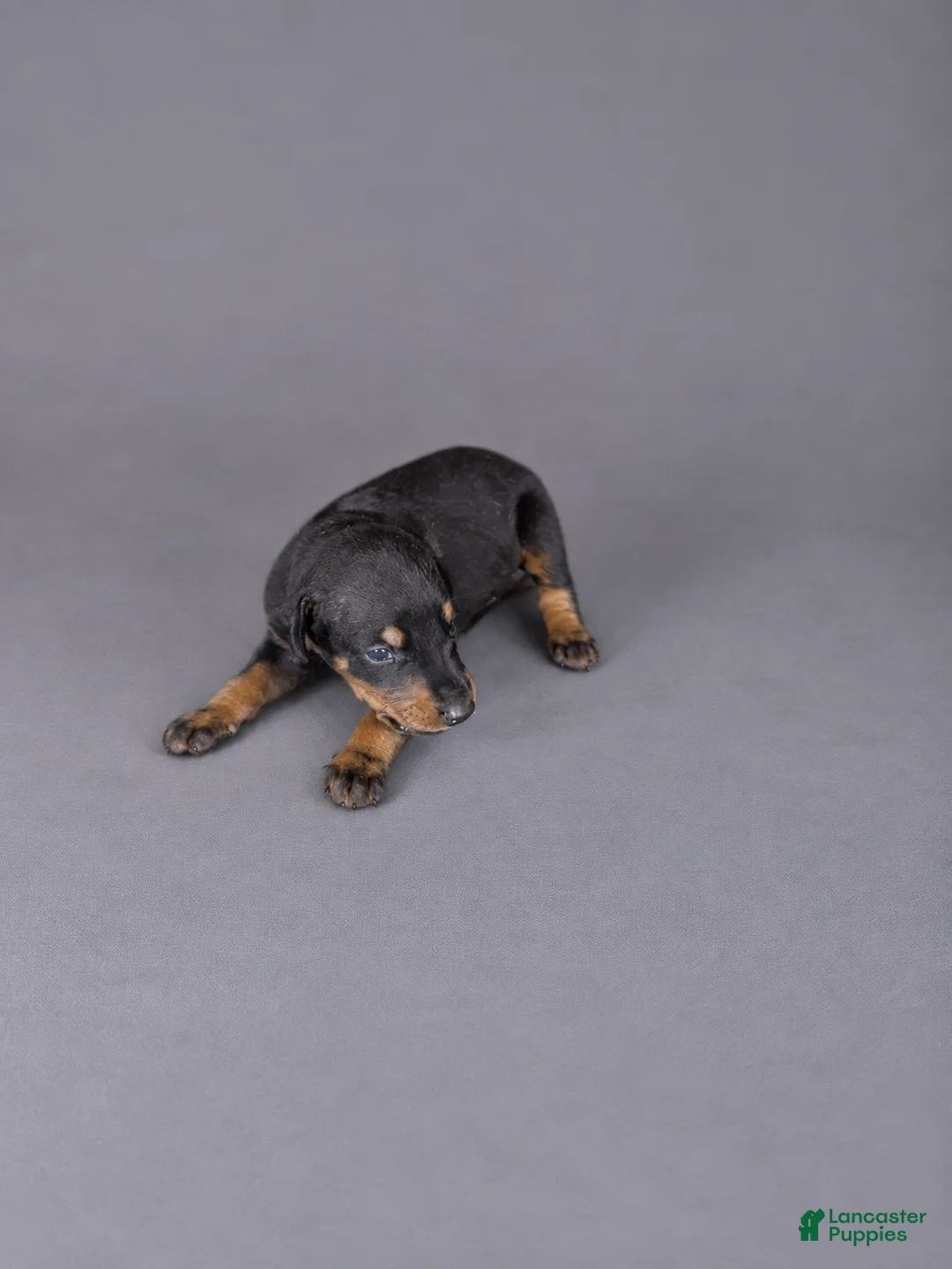Doberman Pinscher dogs for sale: Nymeria - Ad 2