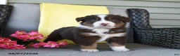 Australian Shepherd dogs for sale: Ranger - Ad 1