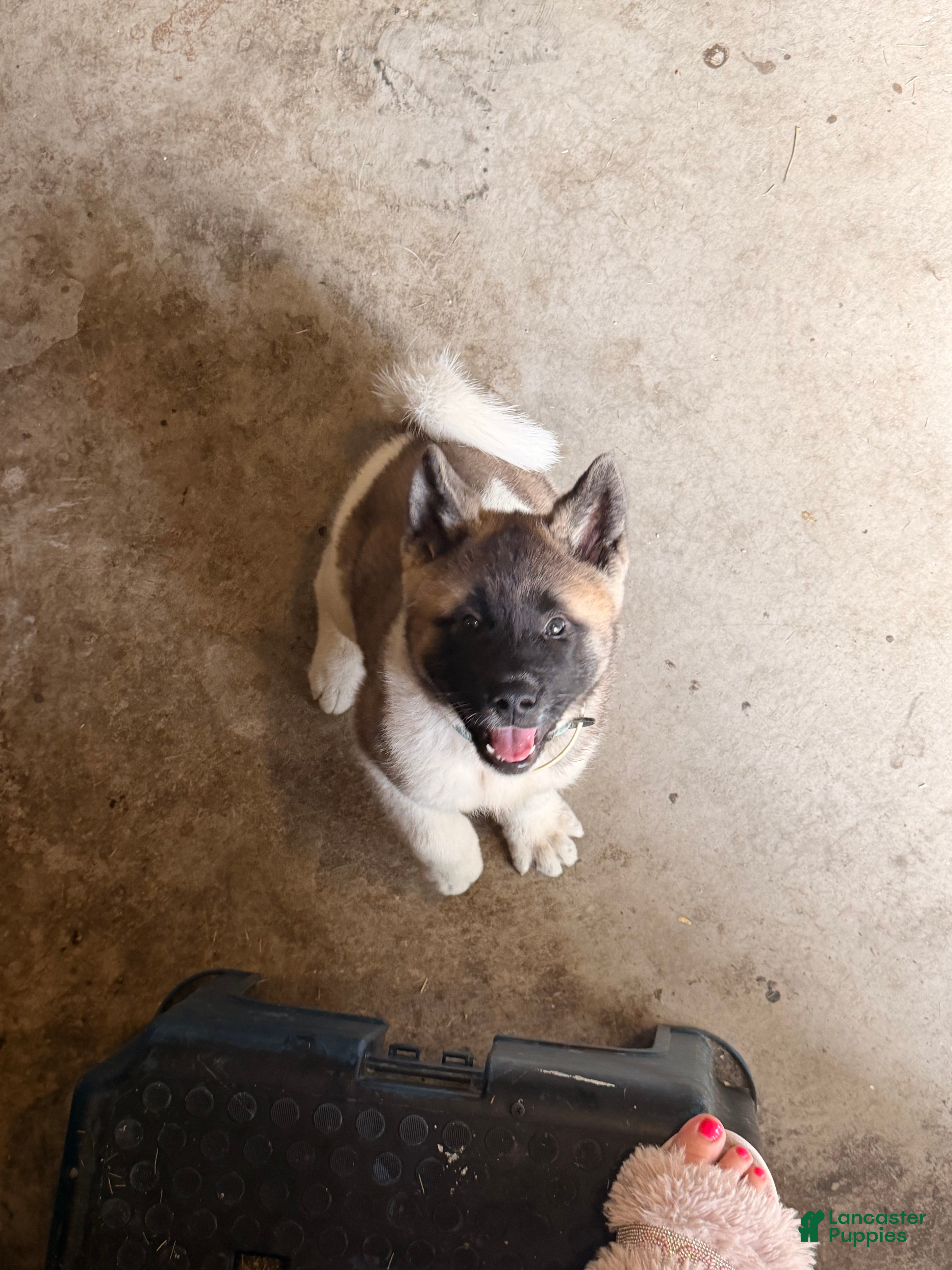 Akita dogs Akita 1 - Ad 24
