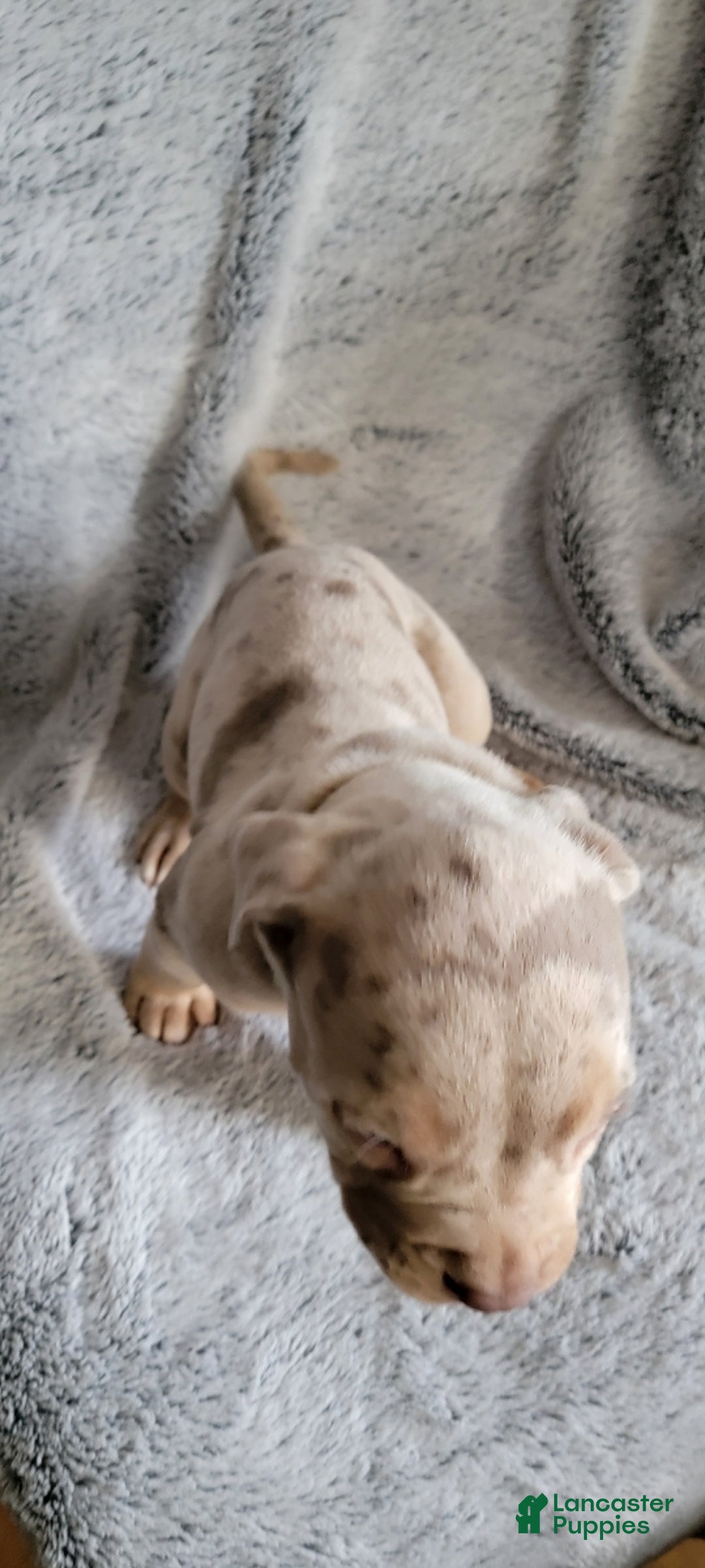 American Bully dogs for sale: Face 3 - Ad 1