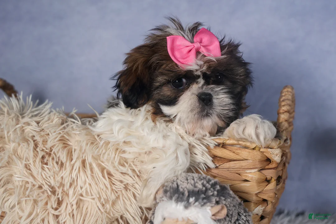 Shih Tzu dogs for sale: JENA - Ad 10