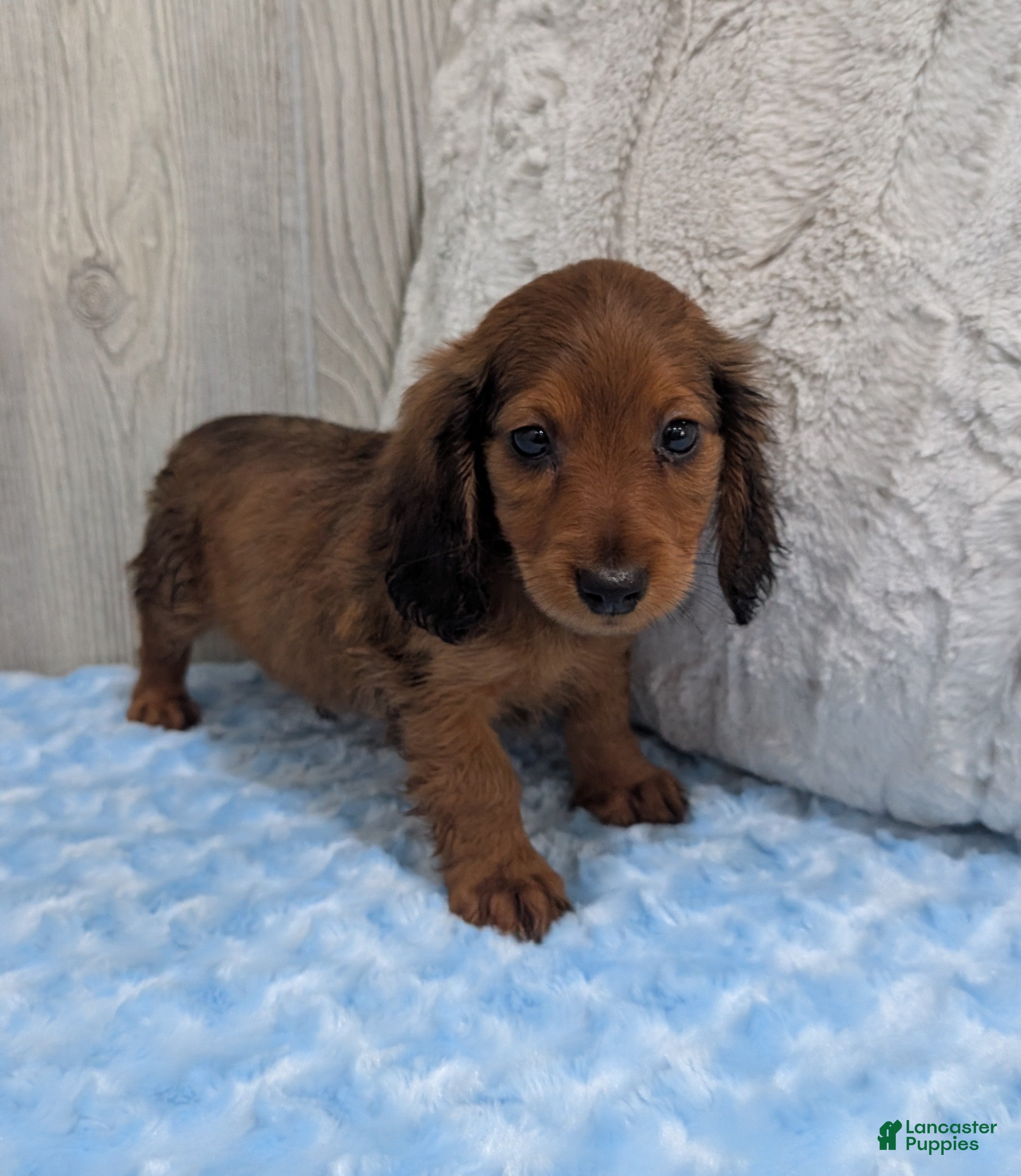 Miniature Dachshund dogs for sale: Bear - Ad 2