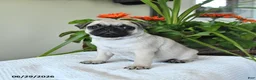 Pug dogs for sale: Teresa - Ad 4