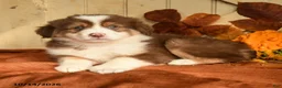 Australian Shepherd dogs for sale: Ember - Ad 3