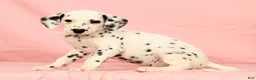 Dalmatian dogs for sale: Brittney - Ad 4
