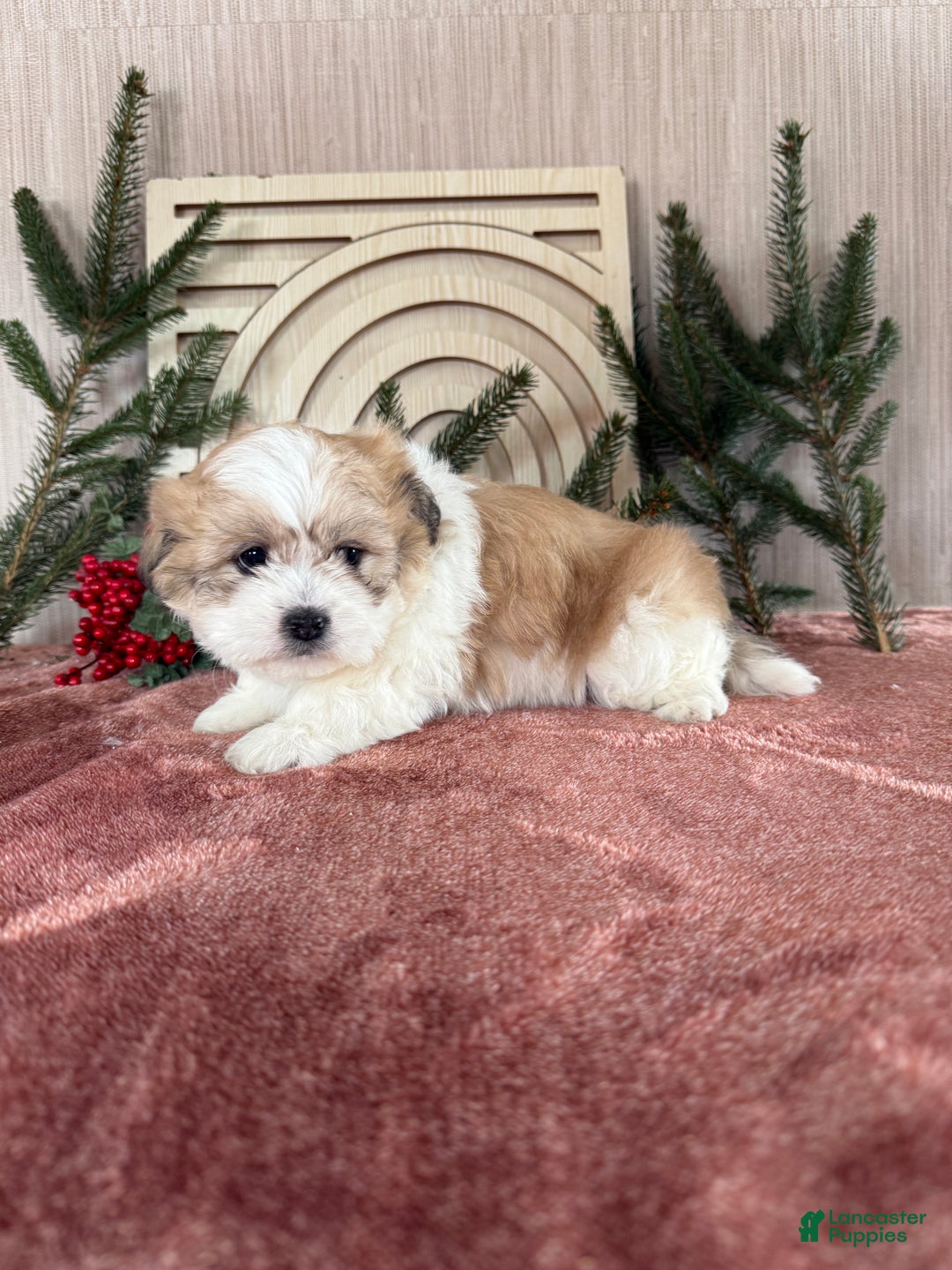 Teddy Bear dogs for sale: Sally - Ad 8