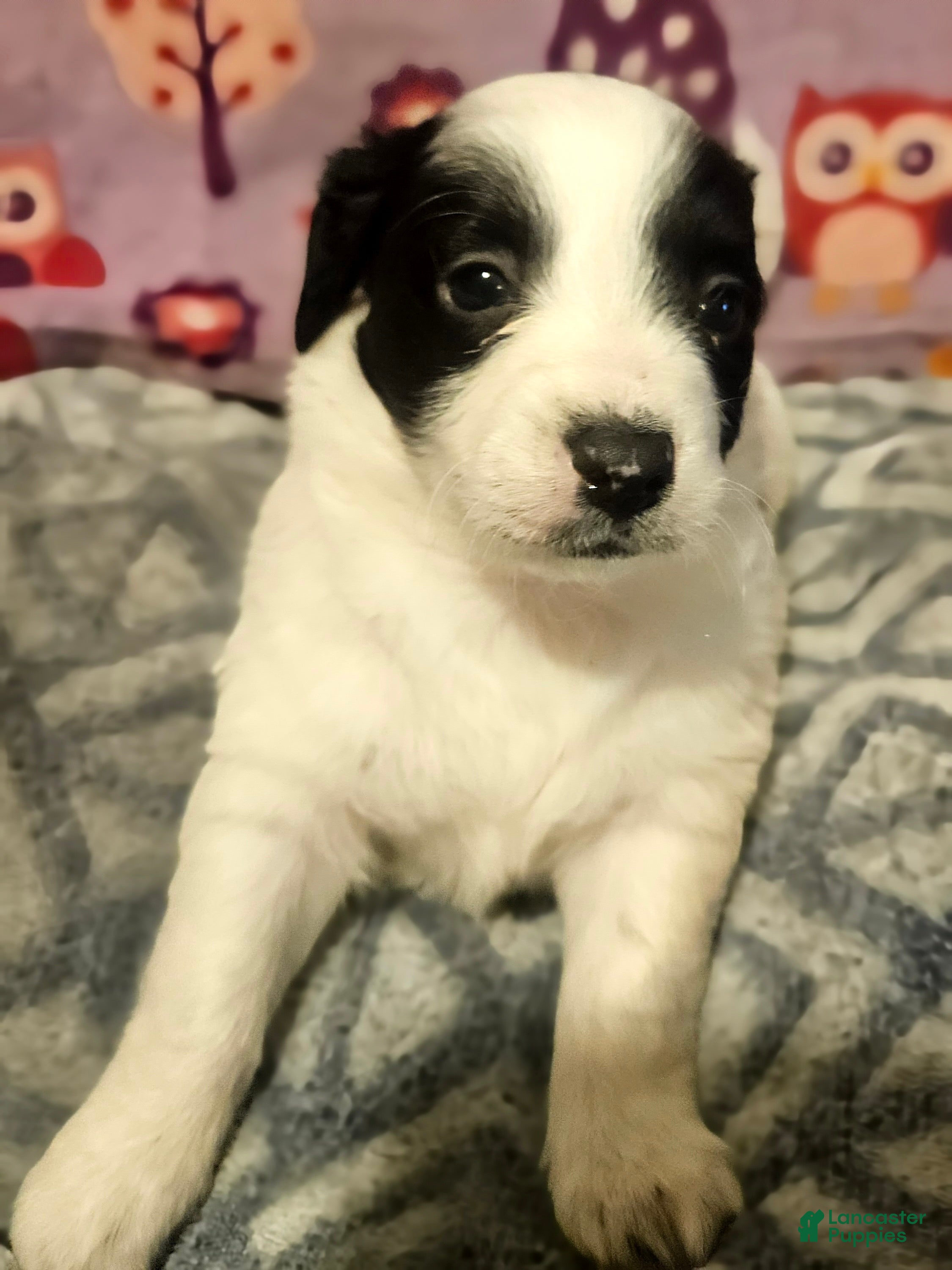 Chihuahua dogs Barney - Ad 26