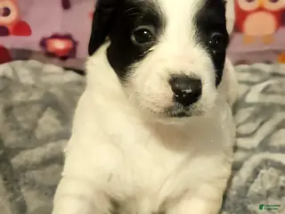 Chihuahua dogs Barney - Ad 26