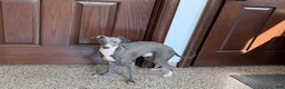 Italian Greyhound dogs for sale: Sammy - Ad 5