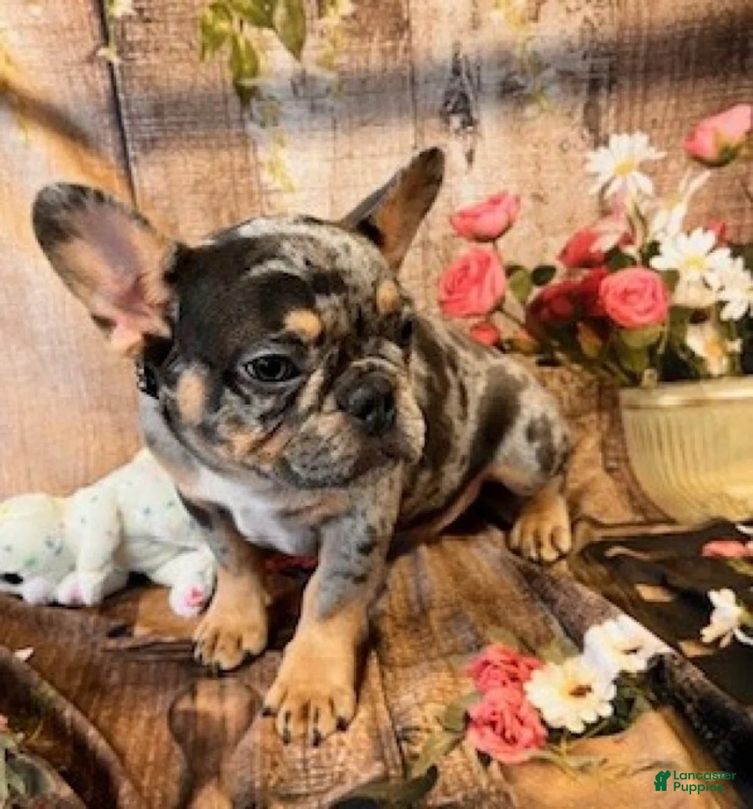 French Bulldog dogs for sale: Sammy - Ad 2