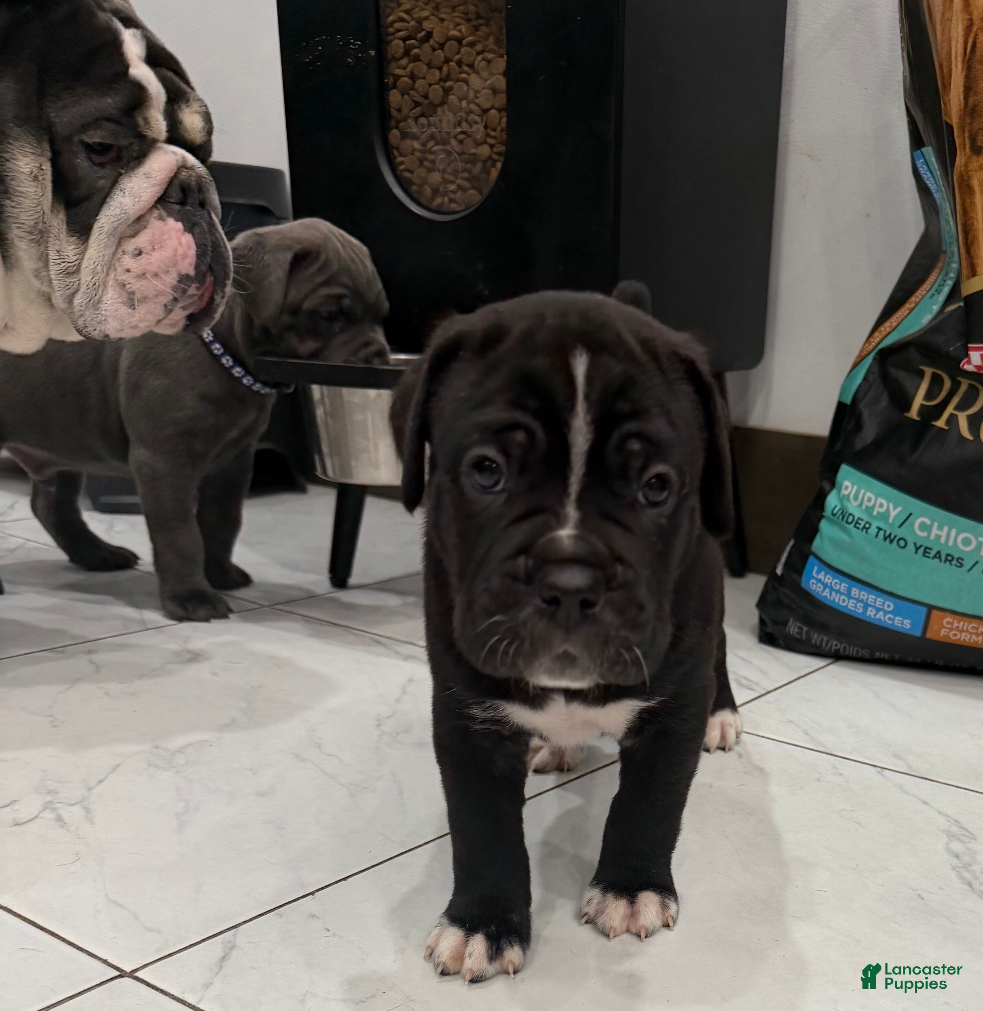 Cane Corso dogs Pablo - Ad 2