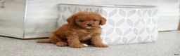 Cavapoo dogs for sale: Ace - Ad 3