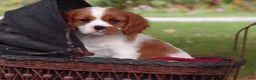 Cavalier King Charles Spaniel dogs for sale: Hudson - Ad 4